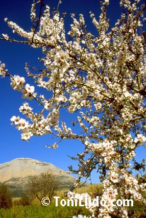 la-flodida-del-almendro